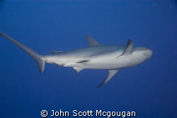 The Caribbean Reef Shark departs, but not for long.  Shyn... by John Scott Mcgougan 